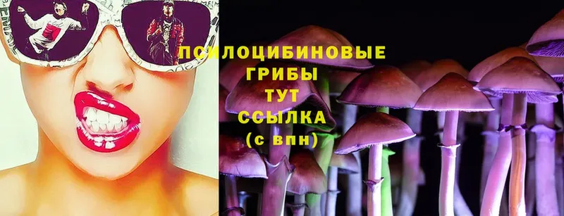 shop наркотические препараты  Исилькуль  Псилоцибиновые грибы Cubensis 